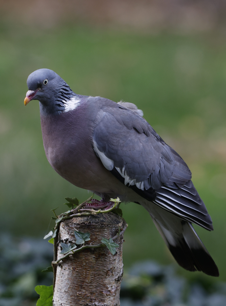 Tahtalı - ML644237086