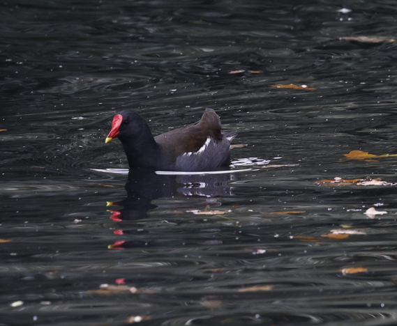 slípka zelenonohá - ML644237087