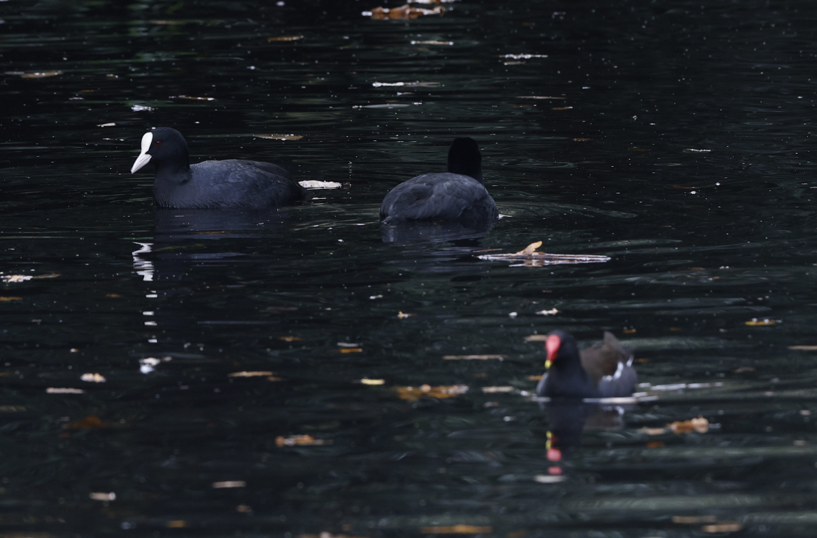 lyska černá - ML644237093