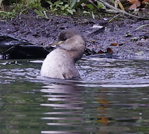 potápka malá - ML644237097