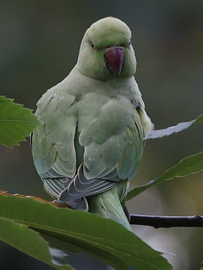 alexandr malý - ML644237102