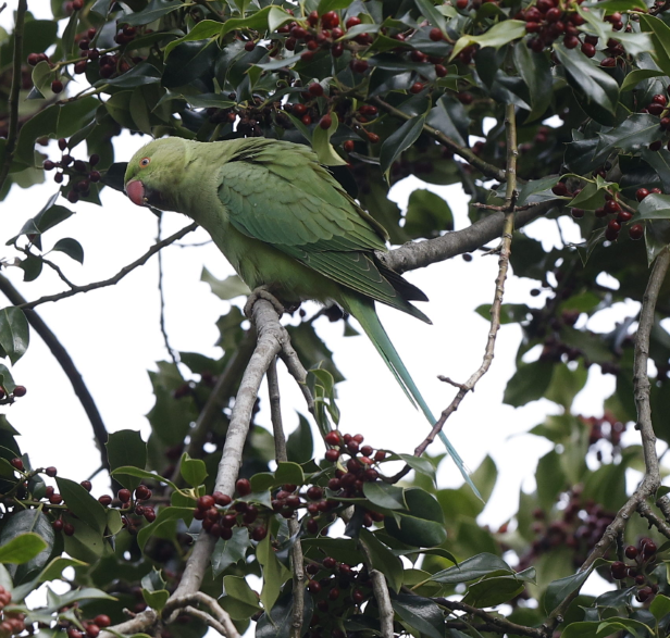 alexandr malý - ML644237106