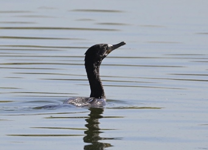 Cormorán Biguá - ML644237111