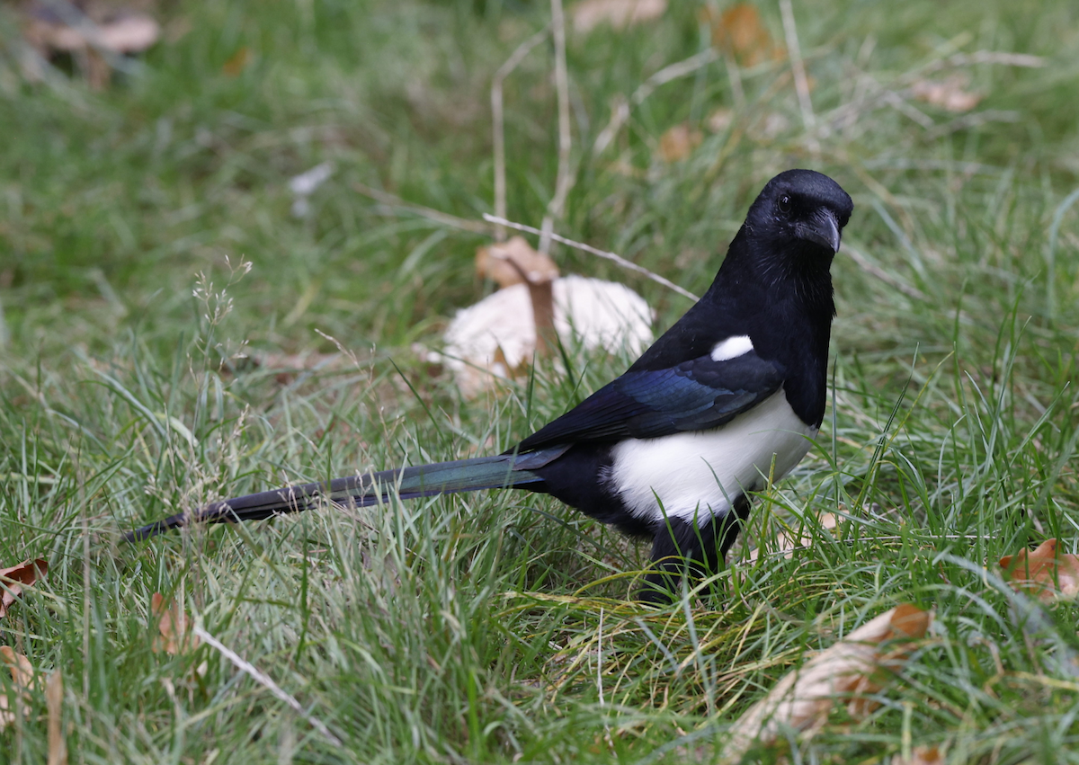 straka obecná - ML644237113