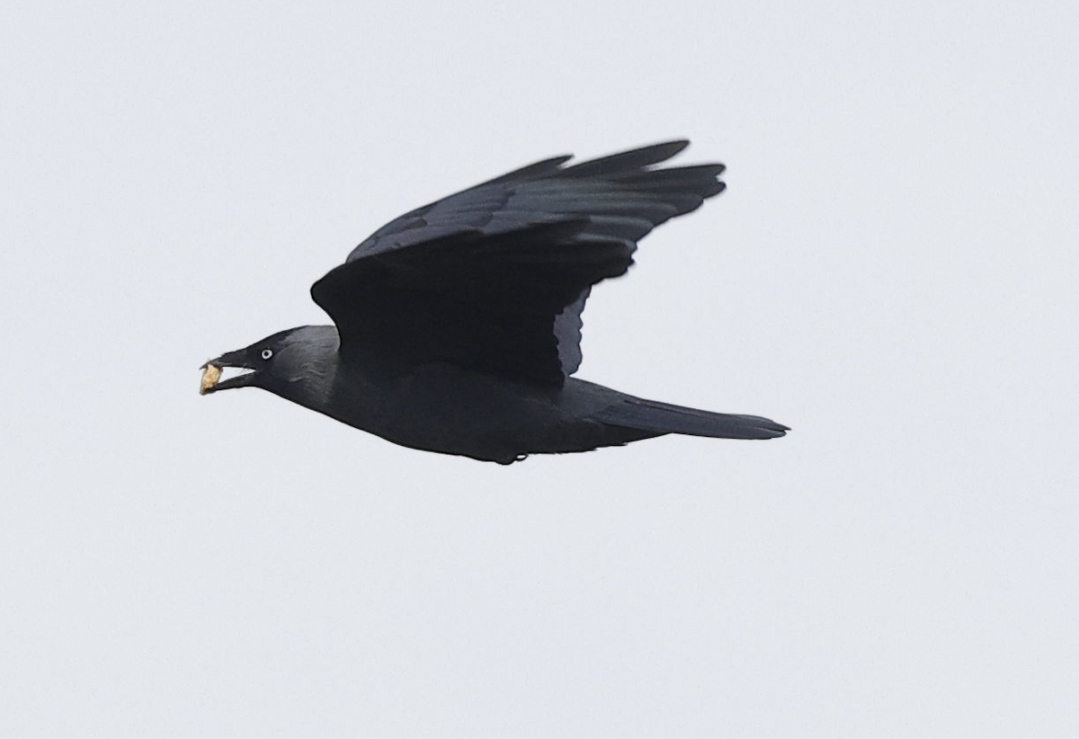 kavka obecná - ML644237119