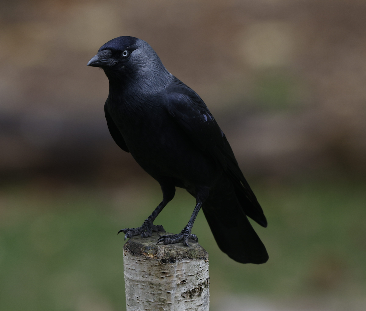 kavka obecná - ML644237123