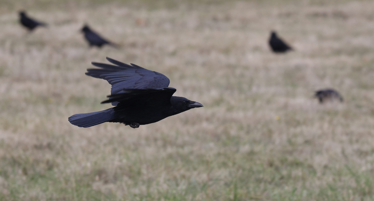 vrána černá - ML644237125