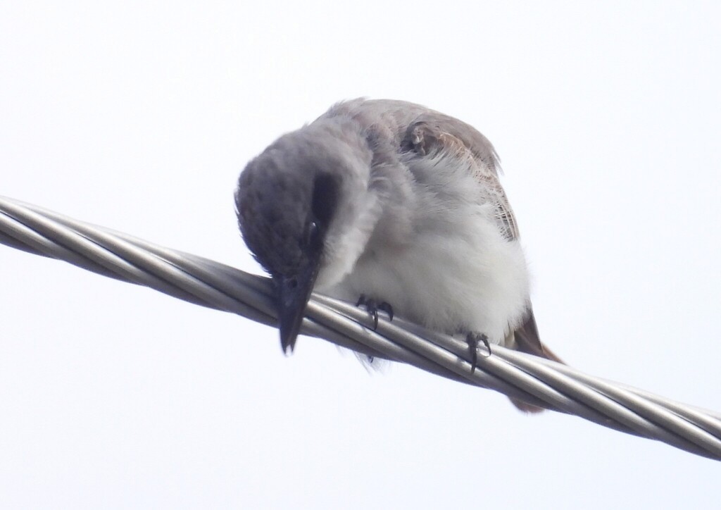 Gray Kingbird - ML644237126