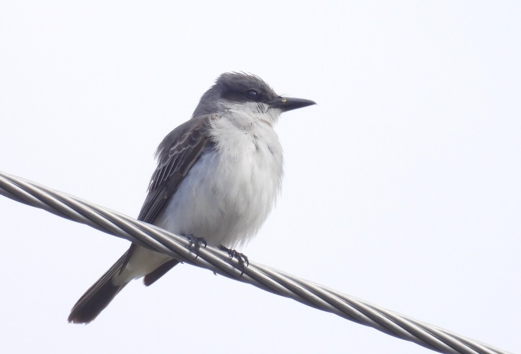 Gray Kingbird - ML644237127