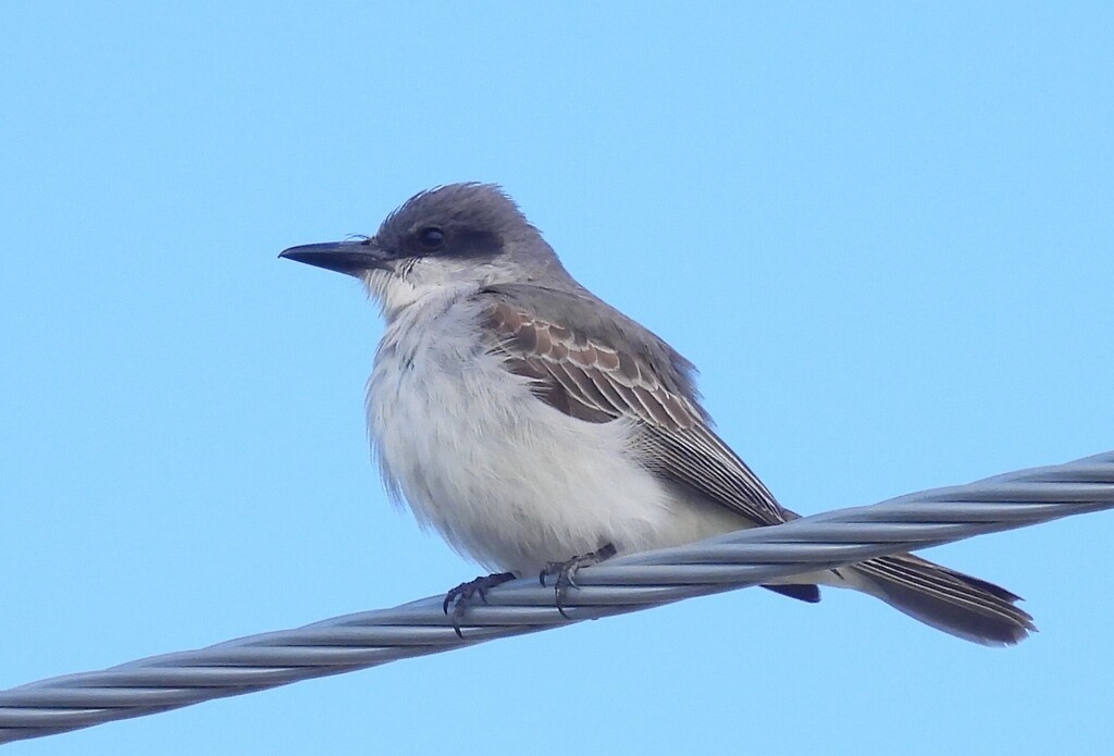 Gray Kingbird - ML644237128