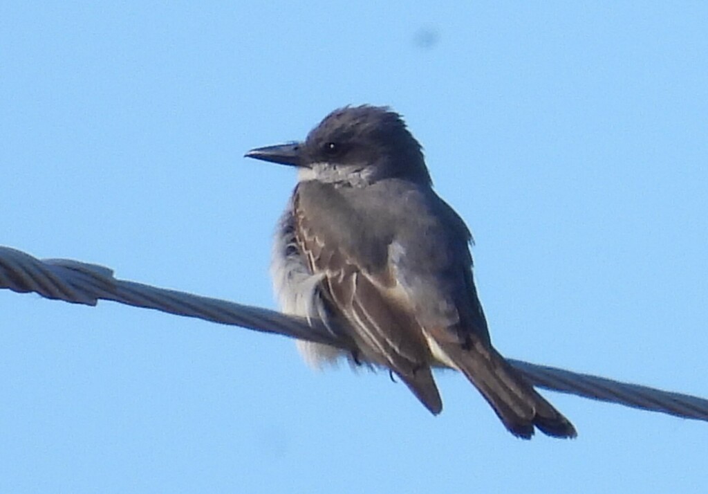 Gray Kingbird - ML644237129