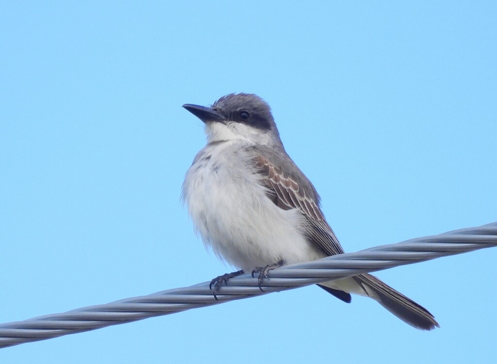 Gray Kingbird - ML644237130