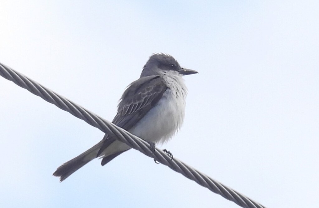 Gray Kingbird - ML644237131