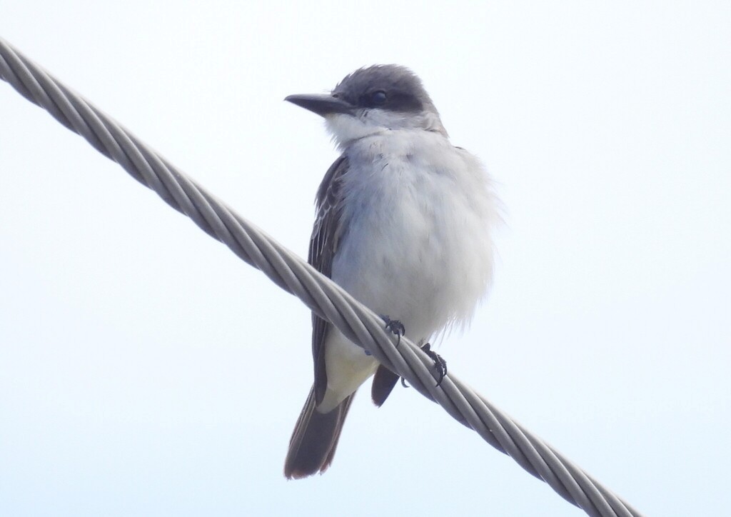 Gray Kingbird - ML644237132