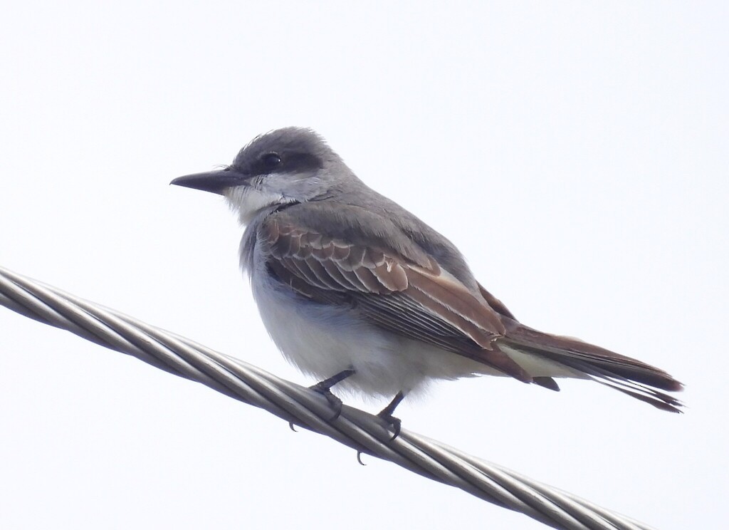 Gray Kingbird - ML644237133