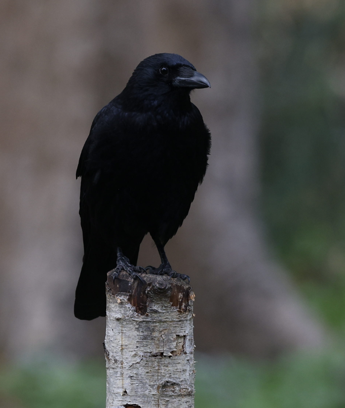 vrána černá - ML644237137