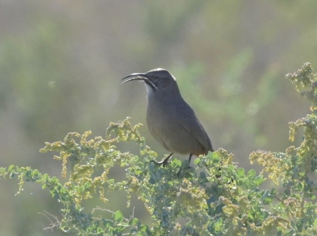Crissal Thrasher - ML644237146