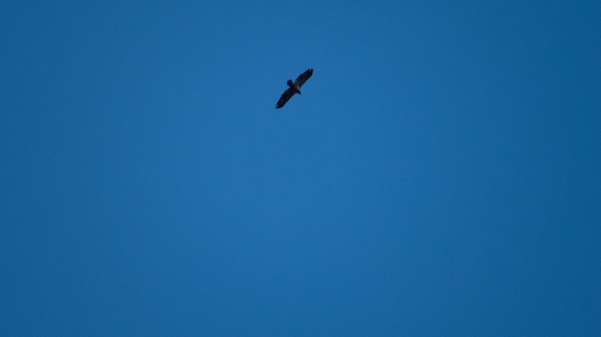 Buteo, unbestimmt - ML644237147