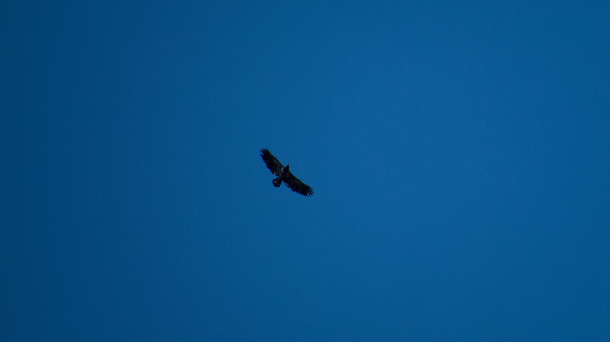 Buteo, unbestimmt - ML644237148