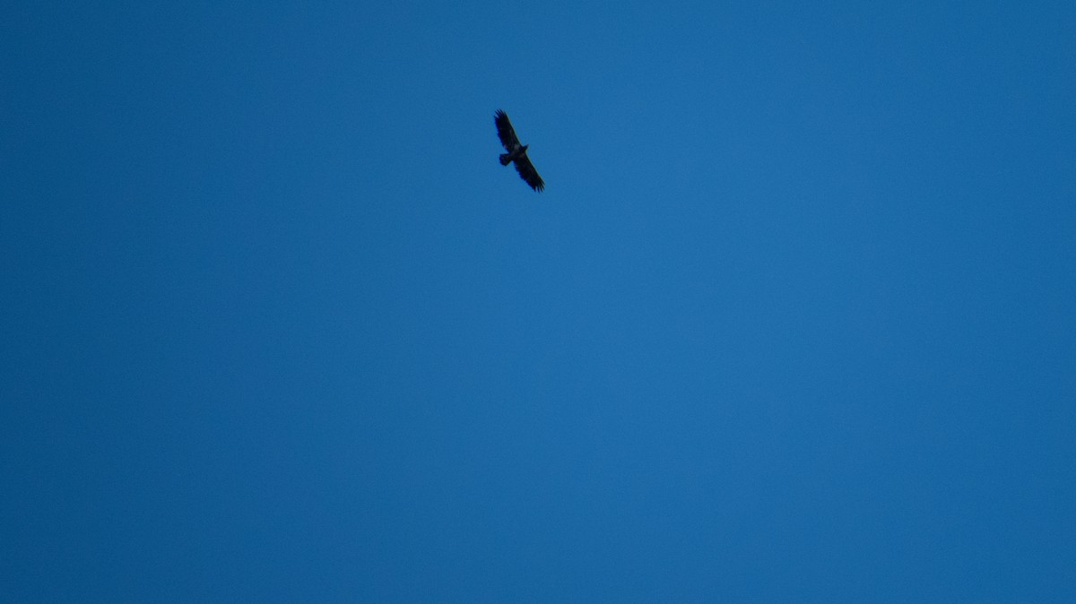 Buteo, unbestimmt - ML644237149