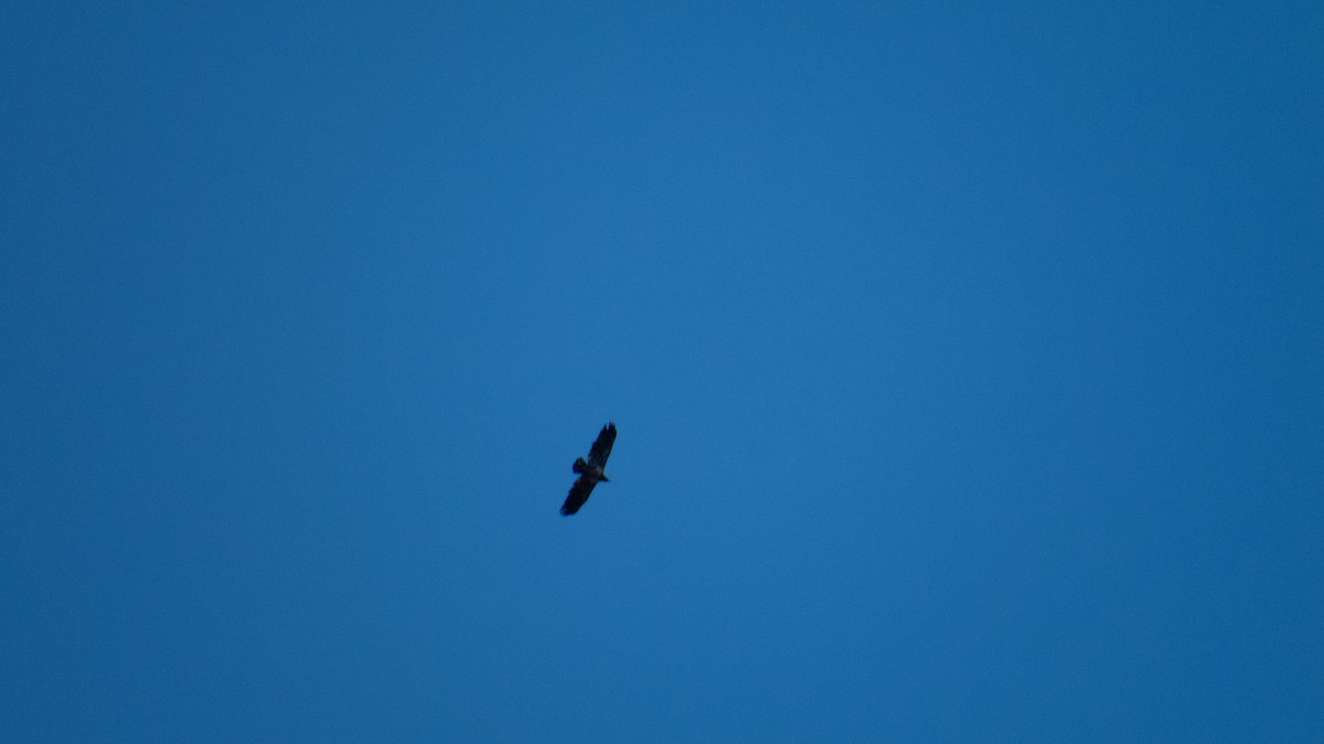 Buteo, unbestimmt - ML644237150