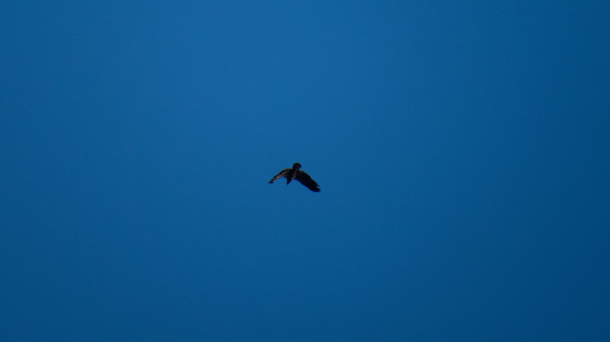 Buteo, unbestimmt - ML644237151