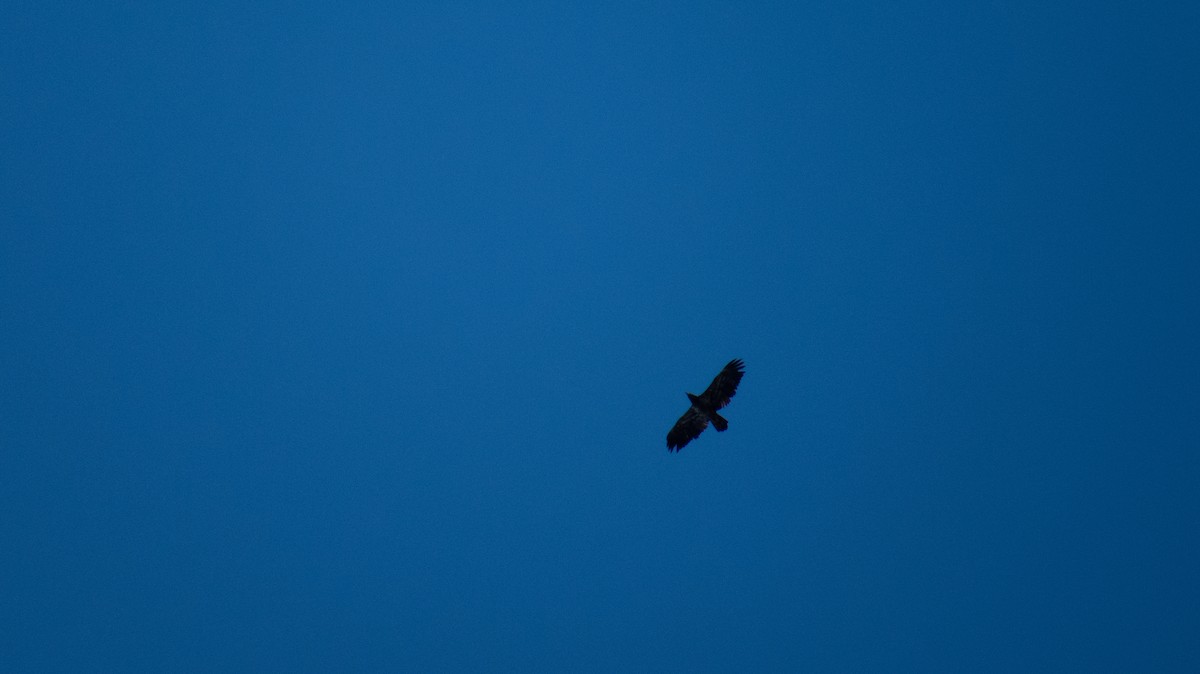 Buteo, unbestimmt - ML644237152