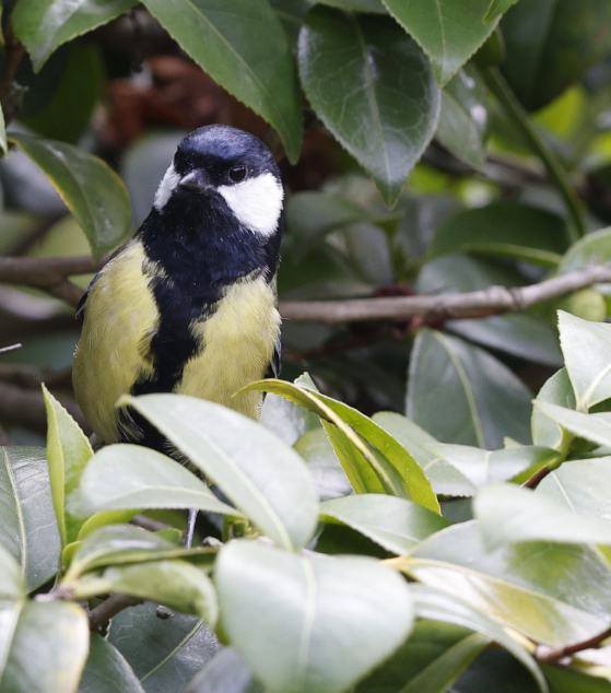 sýkora koňadra - ML644237153