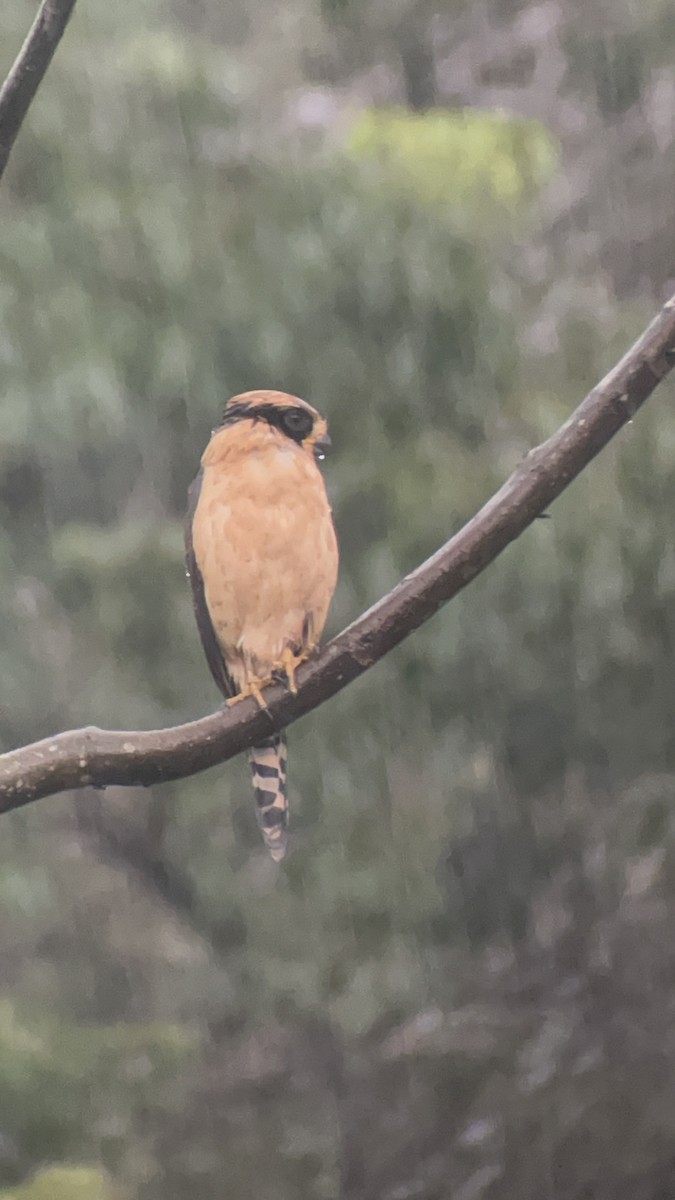 Laughing Falcon - ML644237160