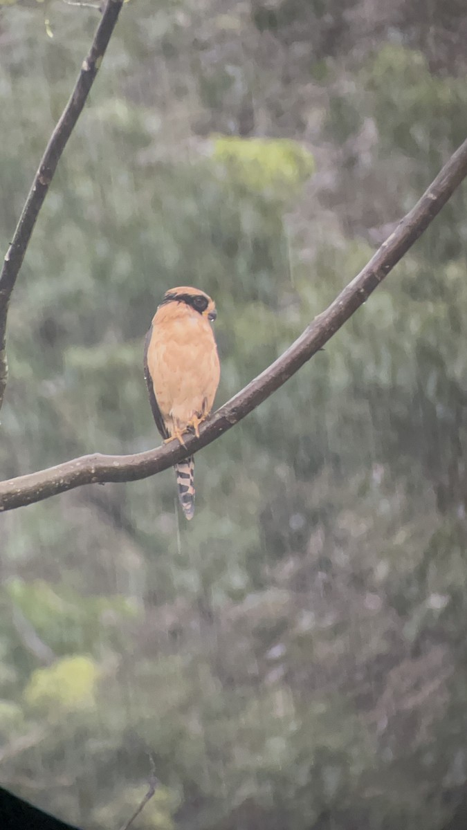 Laughing Falcon - ML644237161