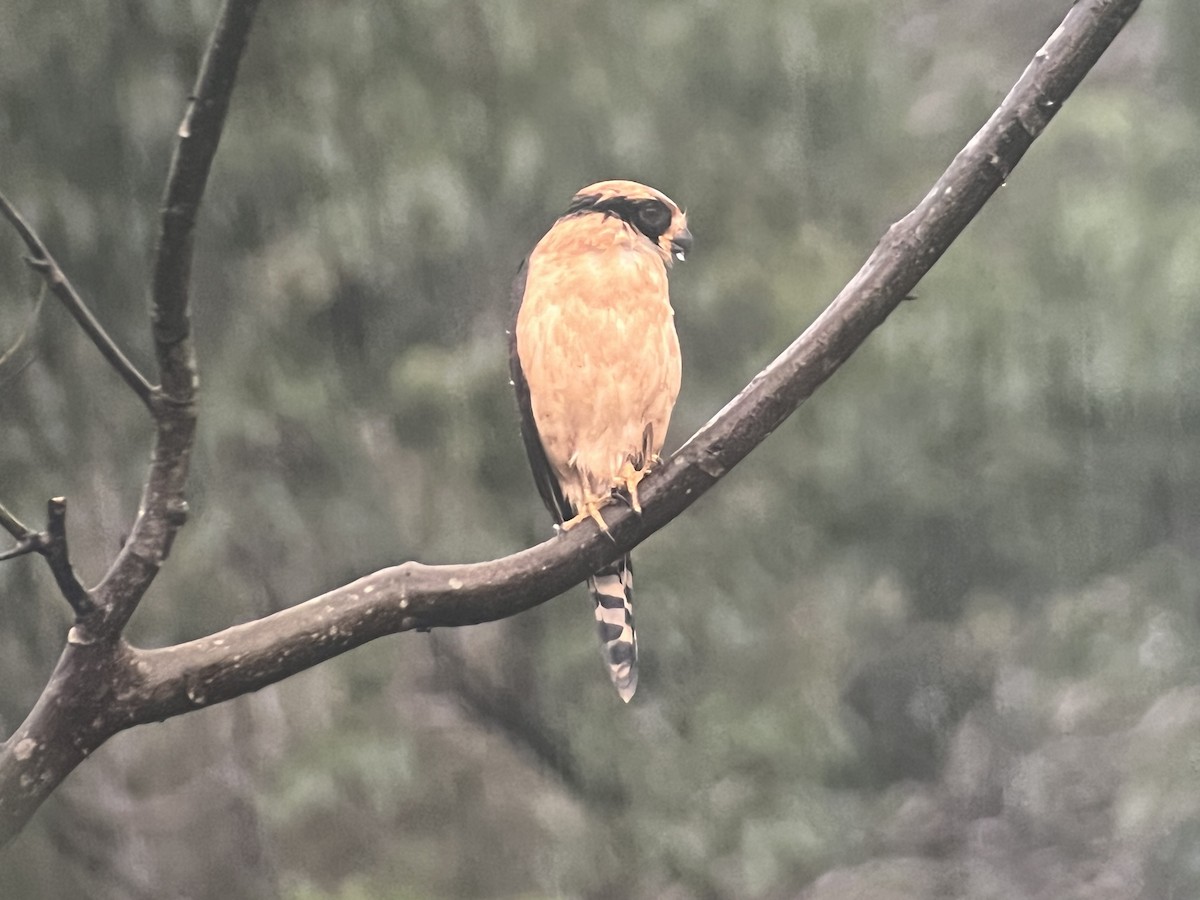 Laughing Falcon - ML644237162