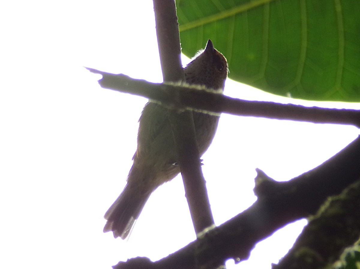 Speckled Tanager - ML644237167