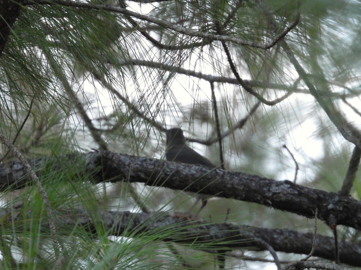 White-throated Thrush - ML644237169