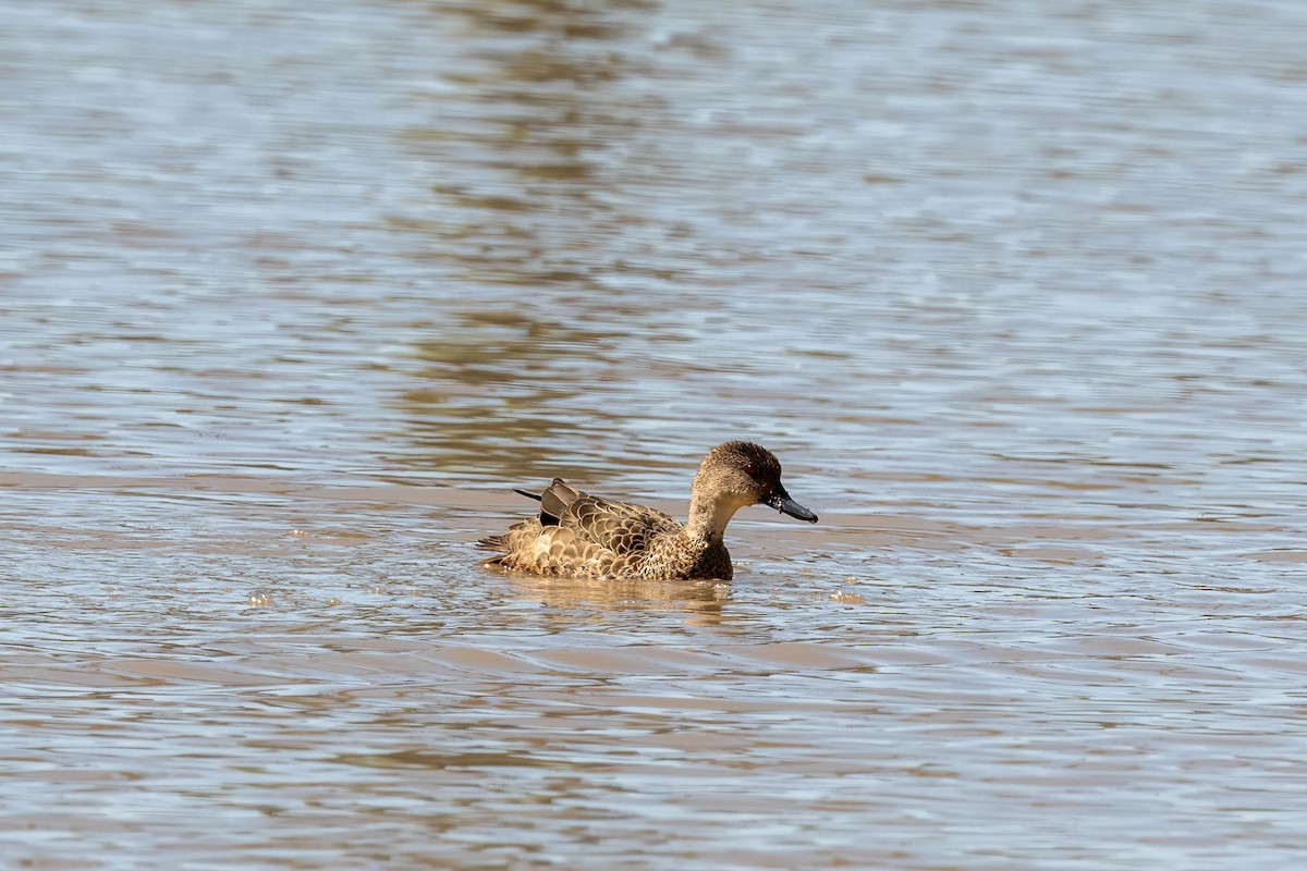 Zertzeta grisa - ML644237172