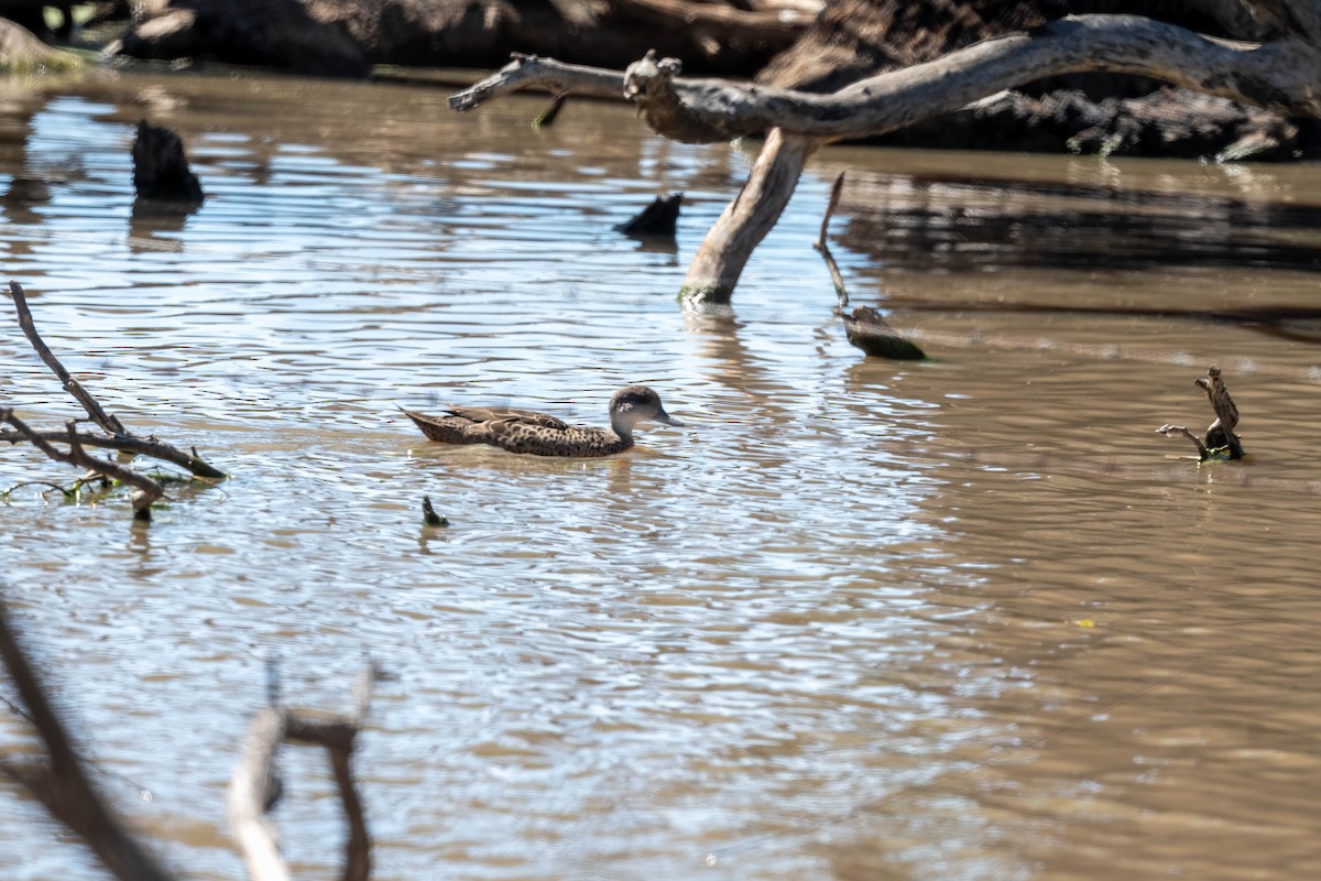 Zertzeta grisa - ML644237173