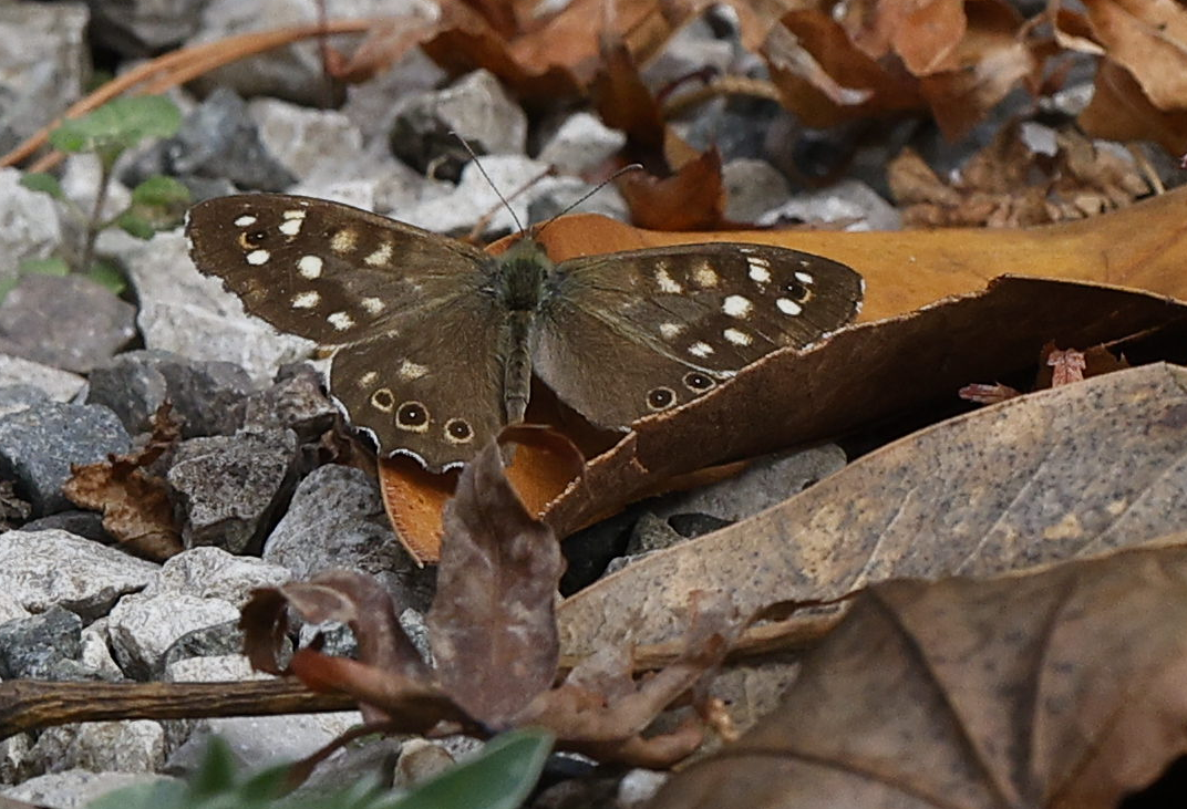 Speckled Wood - ML644237174