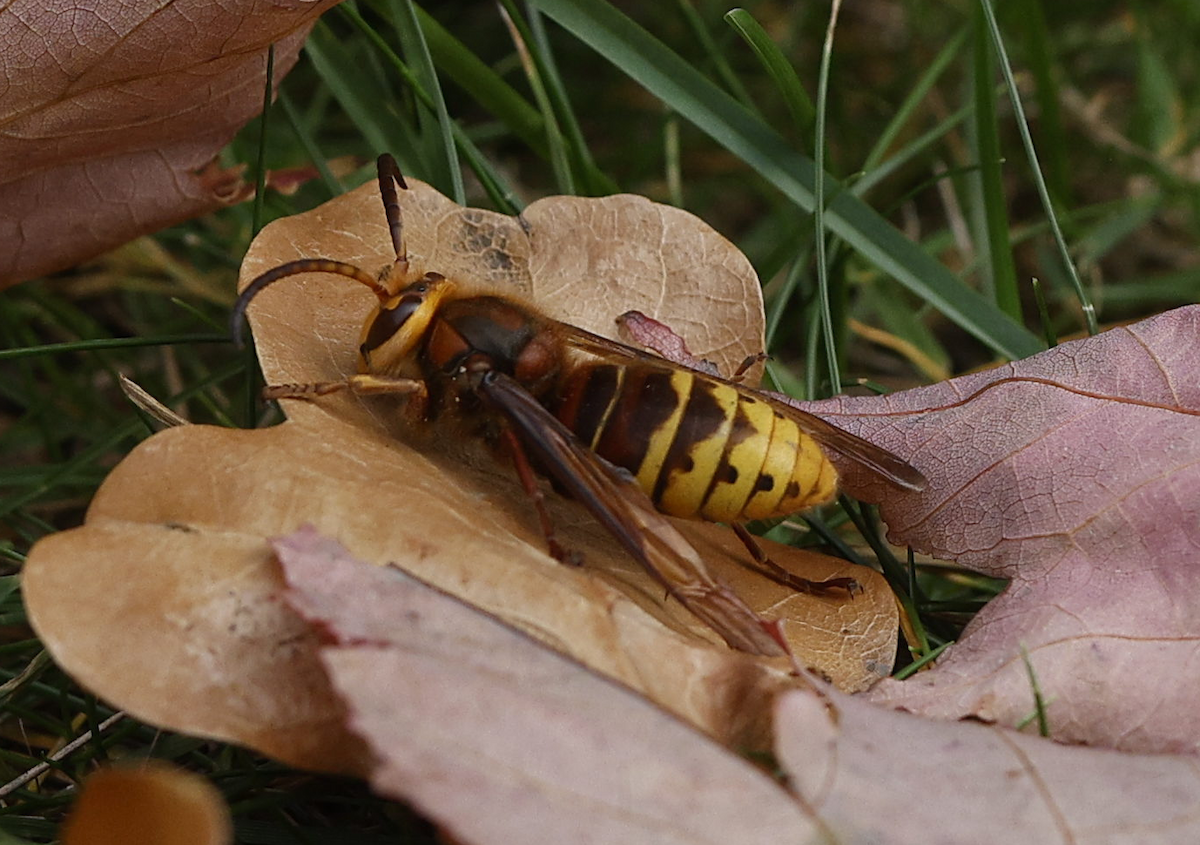 Hornets - ML644237176