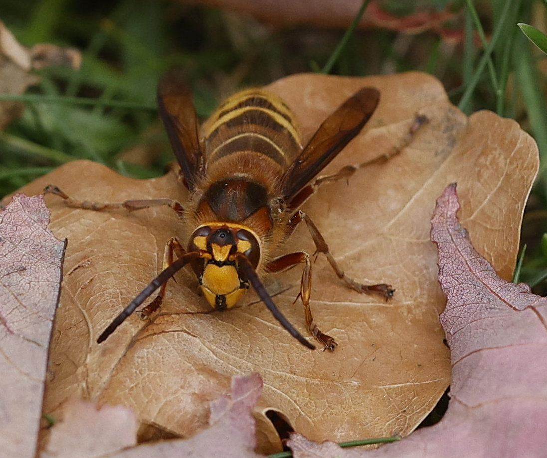 Hornets - ML644237180