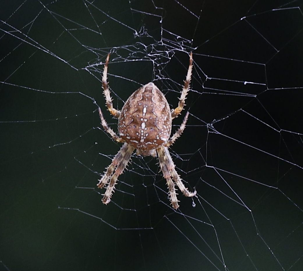 Arachnids - ML644237187