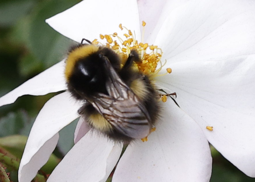 Insects - ML644237188