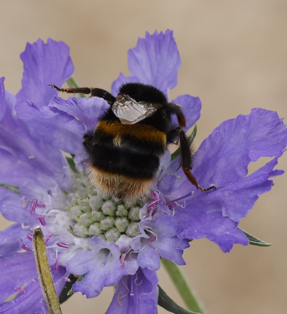 Insects - ML644237191