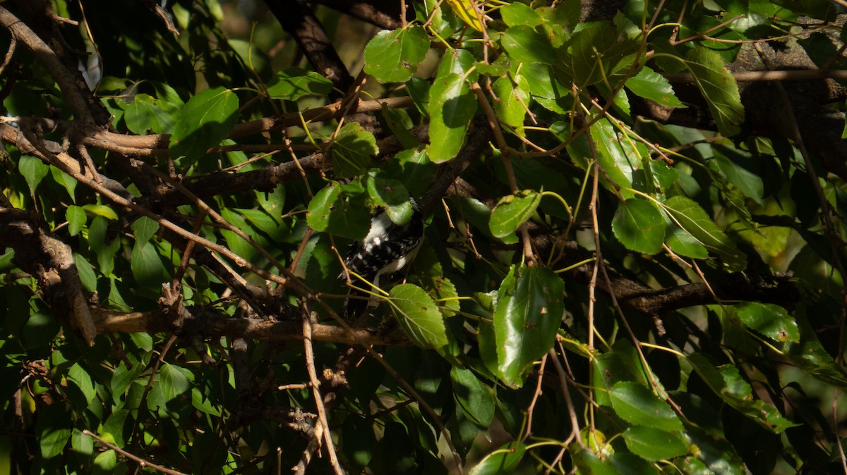Downy Woodpecker - ML644237193