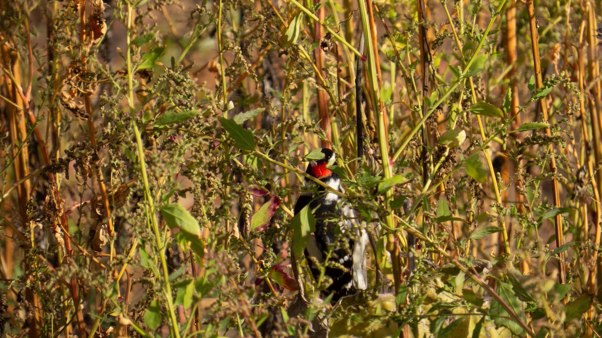 Downy Woodpecker - ML644237194