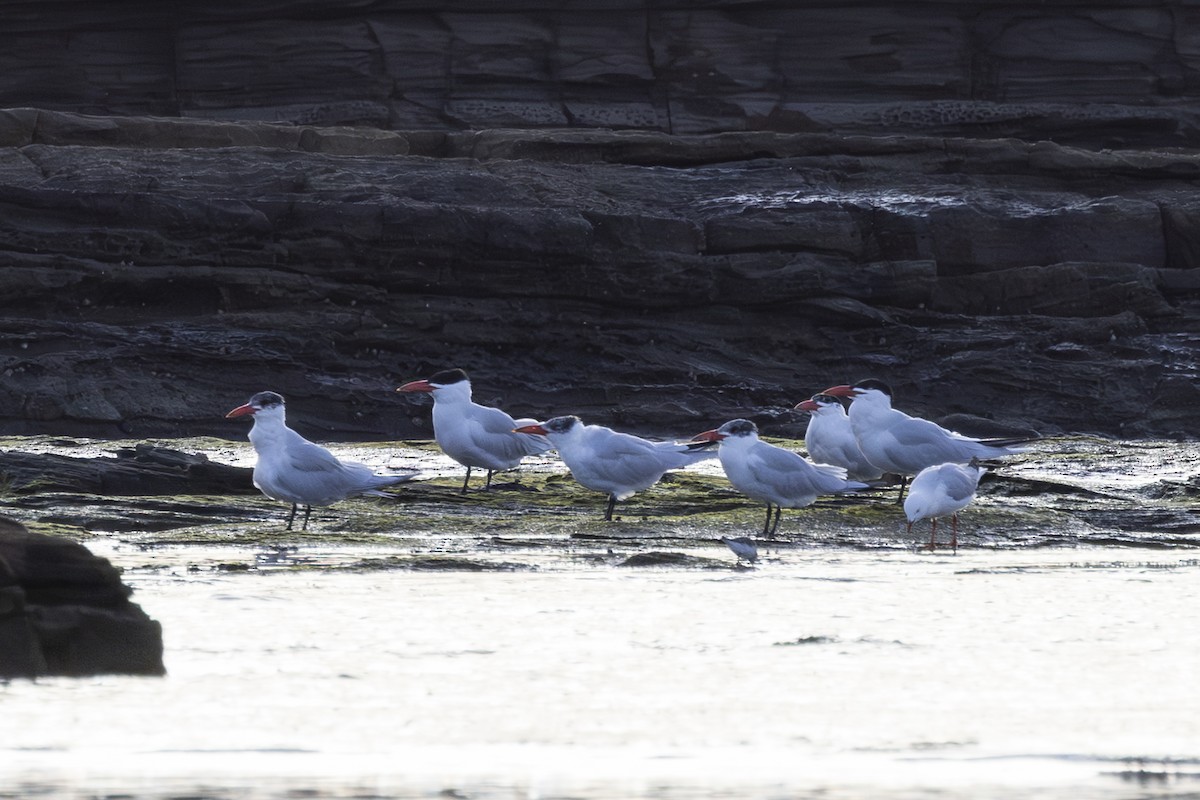 オニアジサシ - ML644237196