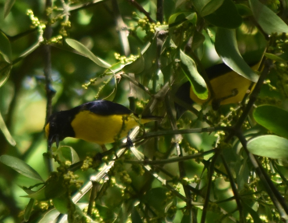 Scrub Euphonia - ML644237197