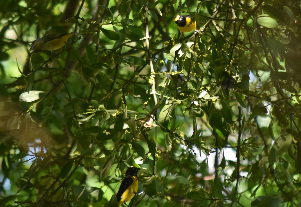 Scrub Euphonia - ML644237198