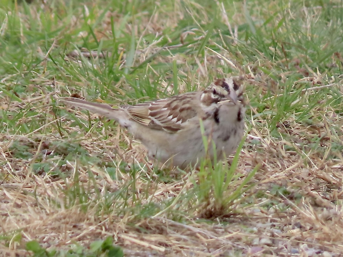 Lark Sparrow - ML644237209