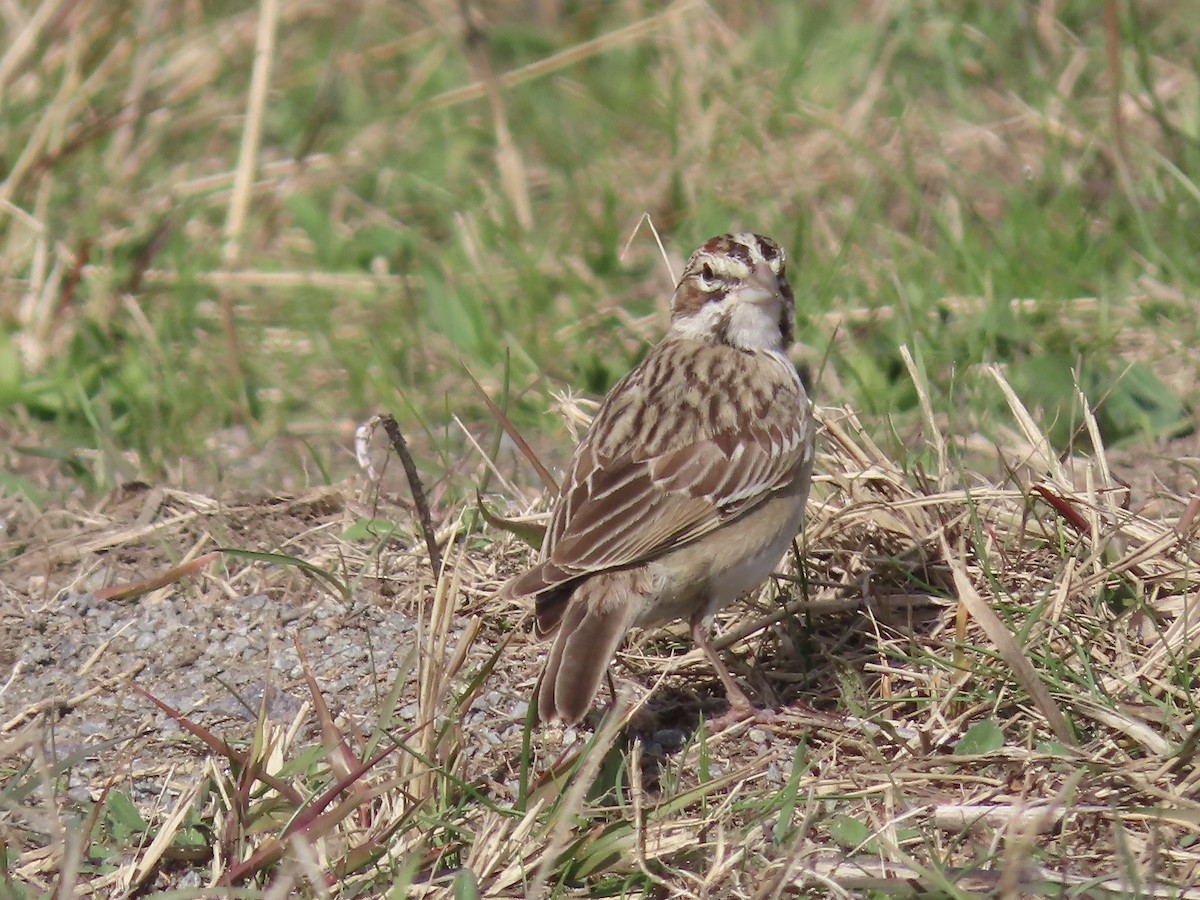 Lark Sparrow - ML644237210