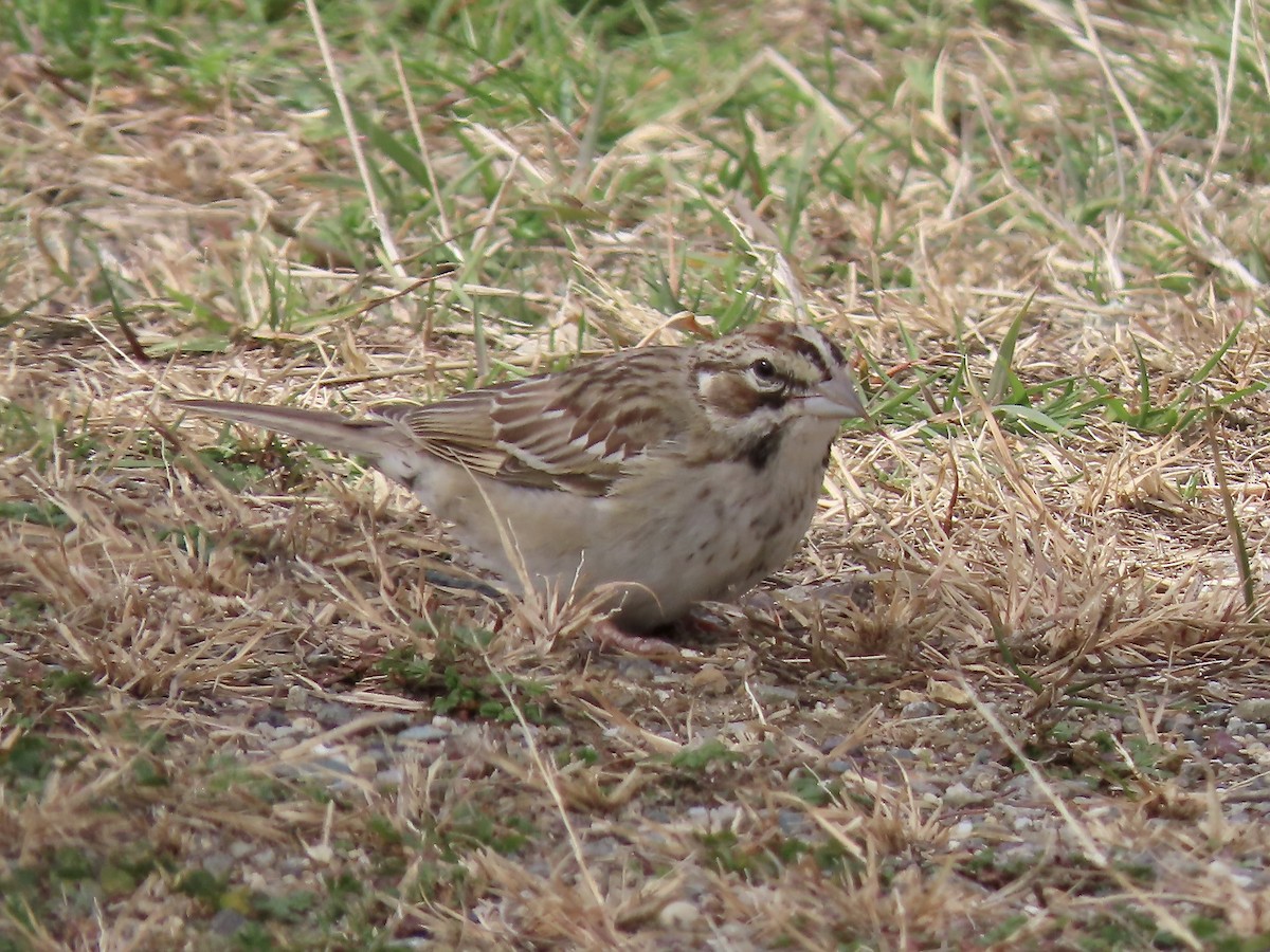 Lark Sparrow - ML644237211