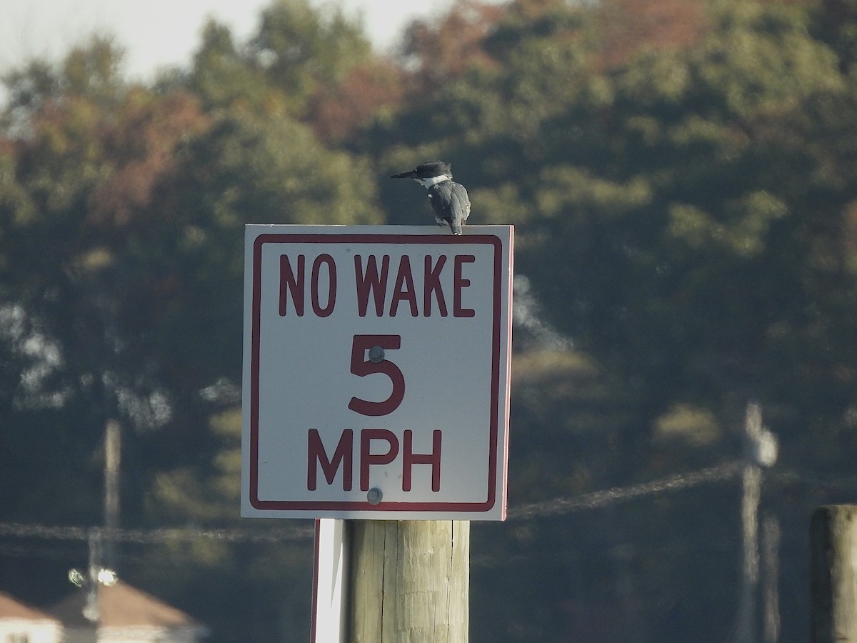 Belted Kingfisher - ML644237212